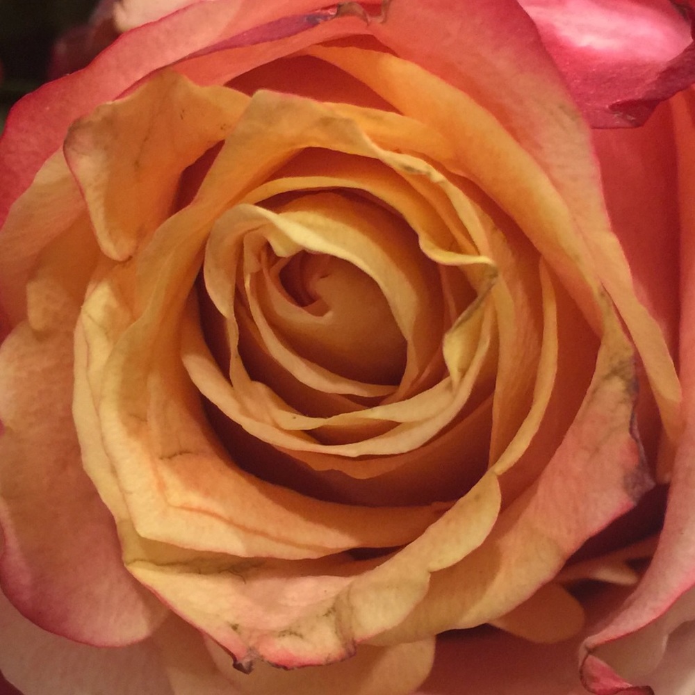 Meet your Posher, Colleen